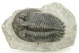 Hollardops Trilobite Fossil - Ofaten, Morocco #273378-3